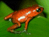 Oophaga pumilio