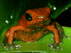 Oophaga pumilio