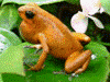 Oophaga pumilio