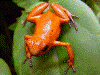 Oophaga pumilio