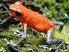 Oophaga pumilio