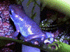 Oophaga pumilio