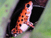 Oophaga pumilio