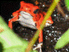 Oophaga pumilio