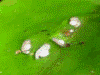 Oophaga pumilio