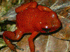 Oophaga pumilio