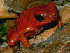 Oophaga pumilio
