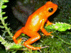 Oophaga pumilio