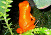 Oophaga pumilio