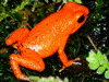 Oophaga pumilio