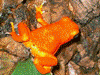 Oophaga pumilio
