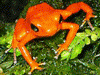 Oophaga pumilio