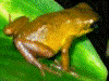 Oophaga pumilio