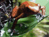 Oophaga pumilio