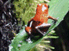 Oophaga pumilio