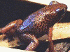 Oophaga pumilio
