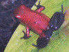 Oophaga pumilio
