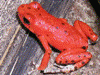 Oophaga pumilio
