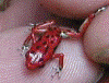 Oophaga pumilio