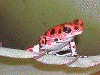 Oophaga pumilio