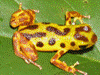 Oophaga pumilio