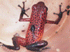Oophaga pumilio