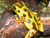 Oophaga pumilio