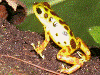 Oophaga pumilio