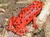 Oophaga pumilio