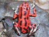 Oophaga pumilio