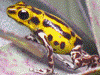 Oophaga pumilio