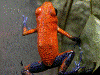 Oophaga pumilio