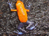 Oophaga pumilio