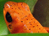 Oophaga pumilio