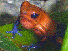 Oophaga pumilio