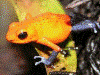 Oophaga pumilio