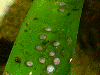 Oophaga pumilio