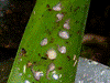 Oophaga pumilio