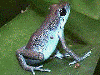 Oophaga pumilio