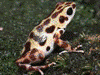 Oophaga pumilio