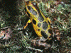 Oophaga pumilio