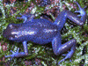 Oophaga pumilio