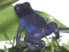 Oophaga pumilio