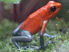 Oophaga pumilio