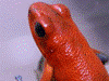 Oophaga pumilio