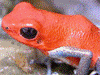 Oophaga pumilio