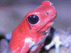 Oophaga pumilio