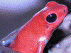 Oophaga pumilio