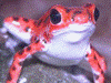 Oophaga pumilio