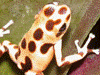 Oophaga pumilio